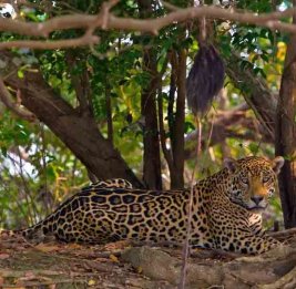 Ягуара впервые за десятилетие обнаружили в Гондурасе