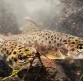 Аномальная весна угрожает природе Финляндии