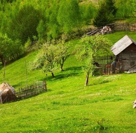 Зов родной земли