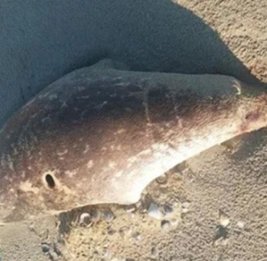 
На побережье Каспия в Казахстане обнаружены около 100 мертвых тюленей