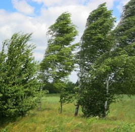 
С завтрашнего дня в Баку и регионах ожидается усиление ветра - ПРЕДУПРЕЖДЕНИЕ