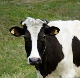 Будет введено ограничение на допуск неидентифицированных животных на рынки