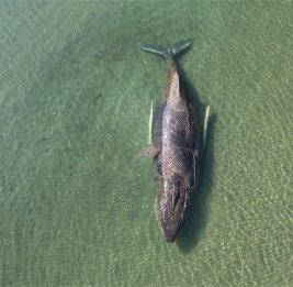 У застрявшего в Германии кита кожная инфекция, но он впервые сдвинулся с места