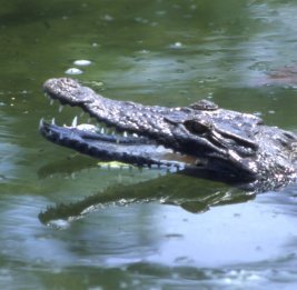 В Австралии отказались менять площадку гребли на Олимпиаде на реке с крокодилами