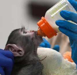 Мягкие игрушки заменили мать детенышу обезьяны Юдзи из мексиканского зоопарка