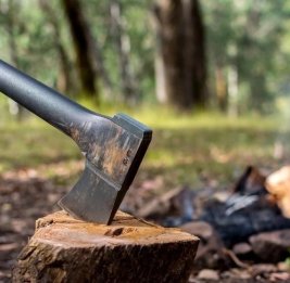 
В пяти районах Азербайджана обнаружены факты незаконной вырубки деревьев