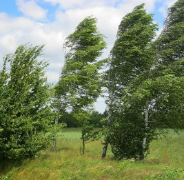 
МЧС: При сильном ветре следует держаться подальше от зданий и рекламных щитов