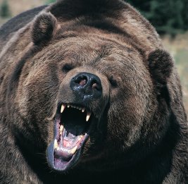 На военной базе на Аляске медведь ранил двух военнослужащих США