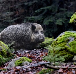 Почти 3 тысячи "радиоактивных" кабанов убили за год в Германии