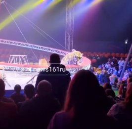 Тигр оказался в зрительном зале во время выступления в Ростове-на-Дону