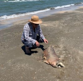 
В чем причина массовой гибели каспийских тюленей?