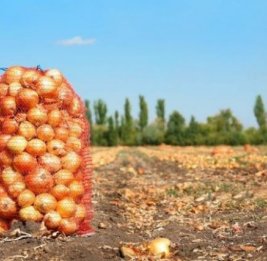 Горе луковое 