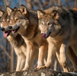
В Имишли стая волков напала на ферму