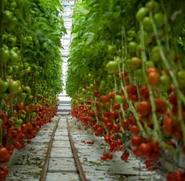 Витамины станут доступнее