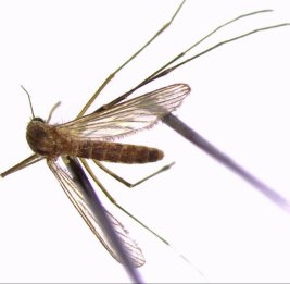 Опасный комар продвигается на север Швеции