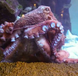 В Японии изучили останки древних гигантских осьминогов