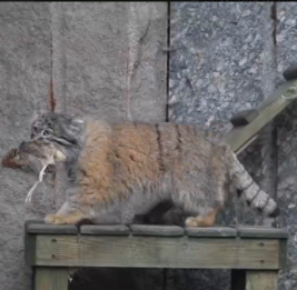 На День манула в Московском зоопарке Тимофею подарили перепелку