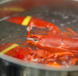 
Исследование: омары чувствуют боль при варке заживо