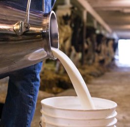 Молоко может пойти в рост