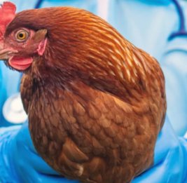 
АПБА сообщило об отсутствии птичьего гриппа и болезни Ньюкасла в Азербайджане