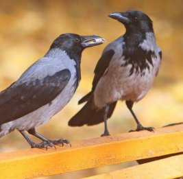 Экспансия ворон 
