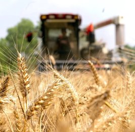 Мировой урожай под угрозой