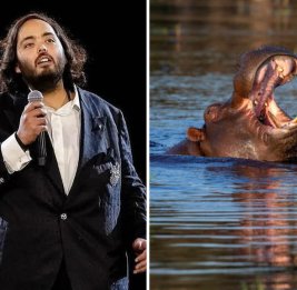 Сын индийского миллиардера Амбани призвал Колумбию отдать ему бегемотов Эскобара