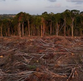 
В мире сократились масштабы уничтожения тропических лесов