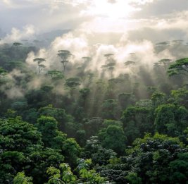 
Темпы исчезновения тропических лесов замедляются после рекордного года