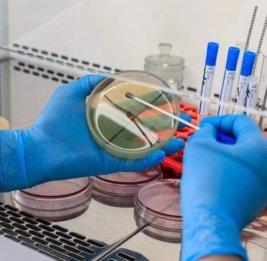 Ряд европейских стран готовится к угрозе хантавируса