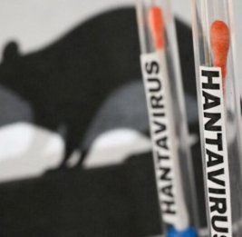 Интернет обсуждает загадочное предсказание о вспышке хантавируса