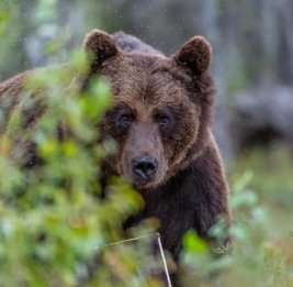 
В Болгарии мужчина погиб при нападении бурого медведя