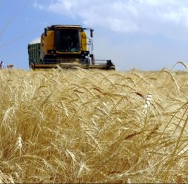 
В Турции прогнозируют рекордный урожай пшеницы