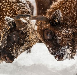 ЮНЕП: В Азербайджане продолжается восстановление популяции зубров и джейранов