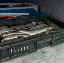 Росрыболовство предлагает оценить риски ввоза в РФ охлажденной рыбы из Армении