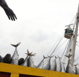 
ФАО: Мировая аквакультура впервые превзошла морской промысел по объемам производства