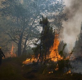 
Лесные пожары в Европе