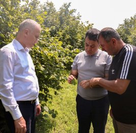 Самурайские осы выходят на защиту садов Азербайджана