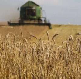 Мировые цены на пшеницу достигли максимума с марта 2025 года