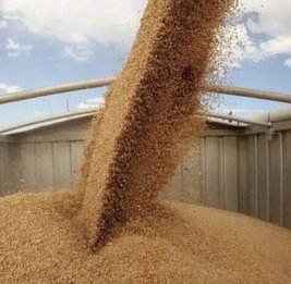 
Казахстан вводит полугодовой запрет на ввоз пшеницы