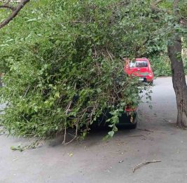 В Баку дерево упало на автомобили