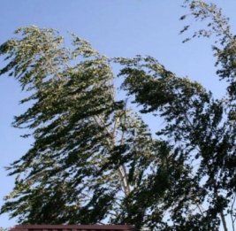 Объявлено желтое предупреждение в связи с ветреной погодой
