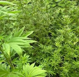 В Азербайджане за сутки уничтожено свыше тонны дикорастущей конопли