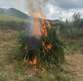 
В Шуше уничтожена тонна дикорастущей конопли