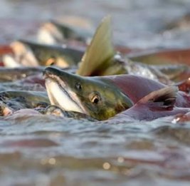 
В Кыргызстане введен трехлетний мораторий на промышленный вылов рыбы