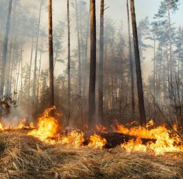 
В Казахстане зарегистрировали более 450 лесных пожаров