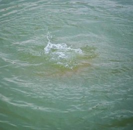 МЧС продолжает поиски трех человек, пропавших в море на пляжах Баку