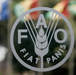 
FAO: В июле выросли мировые цены на продовольствие