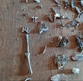 На шведском острове обнаружен один из древнейших эмбрионов человека