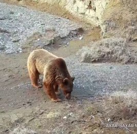 Грозный сосед попал в объектив камеры